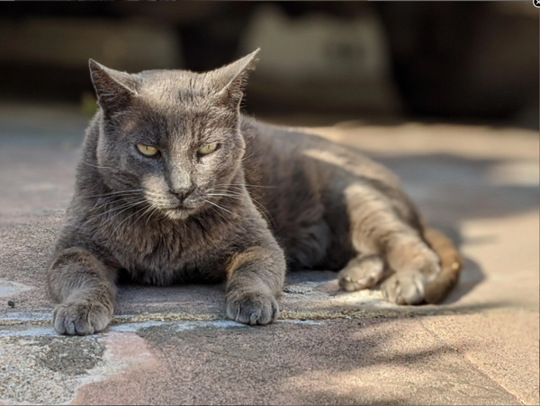 Review Chi Tiết Camera Của Google Pixel 4a