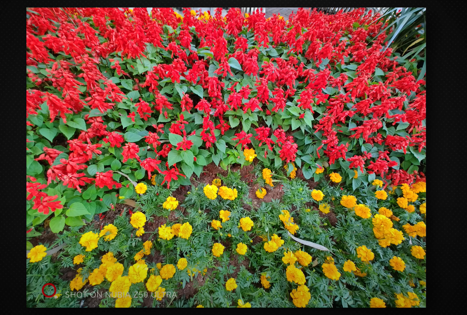 review-camera-nubia-z50-ultra-moi-la-an-tuong-10